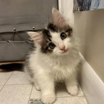 Waitaha -  Domestic Medium Hair Cat for Adoption in Salt Lake City, Utah - Waitaha | PetCurious