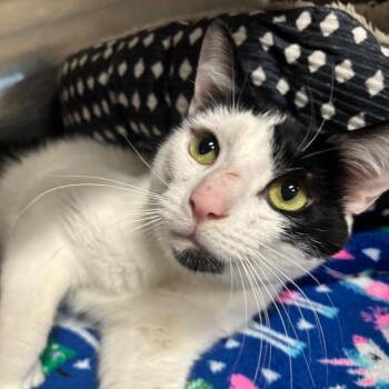 Decker 61C26 -  Domestic Short Hair Cat for Adoption in Napoleon, Ohio - Decker 61C26 | PetCurious