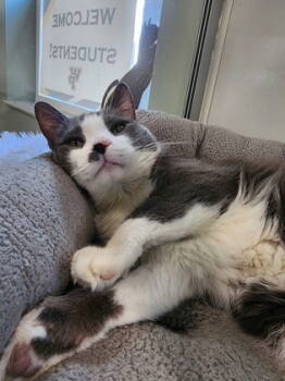 Rescue Domestic Short Hair Cats for Adoption in Oskaloosa, Iowa - Cat | PetCurious