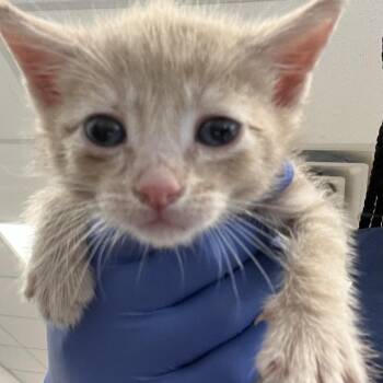 Annette -  Domestic Short Hair Cat for Adoption in Philadelphia, Pennsylvania - Annette | PetCurious