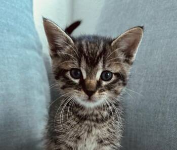 Rigatoni -  Domestic Short Hair Cat for Adoption in Oakland, California - Rigatoni | PetCurious