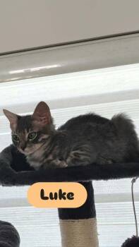 Luke -  Domestic Short Hair Cat for Adoption in Alafaya, Florida - Luke | PetCurious