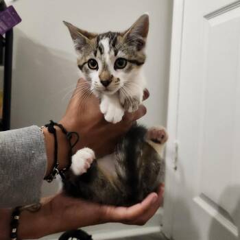 Watson -  Domestic Short Hair Cat for Adoption in Indianapolis, Indiana - Watson | PetCurious