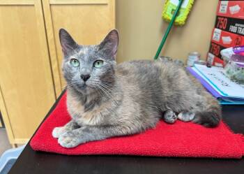 Rescue Domestic Short Hair Cats for Adoption in Cincinnati, Ohio - Leilani | PetCurious