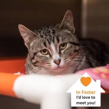 Domestic Short Hair Cats Available for Adoption - Salazar | PetCurious