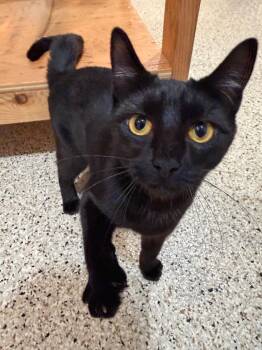 Rescue Domestic Short Hair Cats for Adoption in Manhasset, New York - Portia | PetCurious