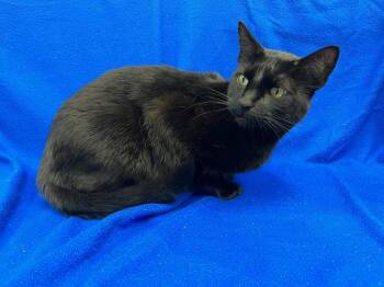 Milo -  Bombay Cat for Adoption in Richland Hills, Texas - Milo | PetCurious