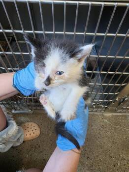 Pineapple -  Domestic Short Hair Cat for Adoption in Burnsville, North Carolina - Pineapple | PetCurious