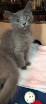 Domestic Medium Hair Cats Available for Adoption in Zimmerman, Minnesota - Grayson | PetCurious