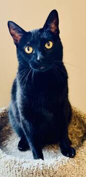 Winston -  Burmese and American Shorthair Cat for Adoption in Bertram, Texas - Winston | PetCurious