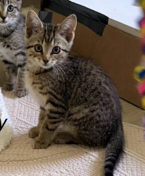 Molly -  Domestic Short Hair Cat for Adoption in Bossier City, Louisiana - Molly | PetCurious