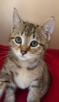 Huggie -  Domestic Short Hair Cat for Adoption in Columbia, Tennessee - Huggie | PetCurious