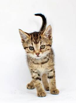 Lily -  Domestic Short Hair Cat for Adoption in Morton Grove, Illinois - Lily | PetCurious