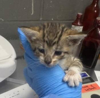 Tulip -  Domestic Short Hair Cat for Adoption in Fort Worth, Texas - Tulip | PetCurious