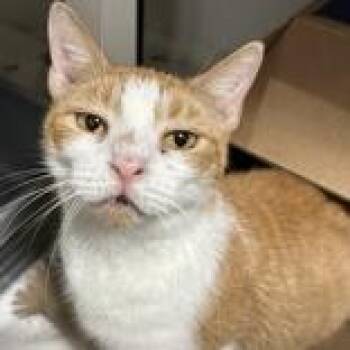 Elora -  Domestic Short Hair Cat for Adoption in Hilliard, Ohio - Elora | PetCurious