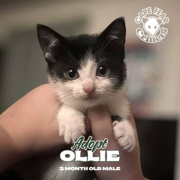 Ollie -  Domestic Short Hair Cat for Adoption in Wilmington, North Carolina - Ollie | PetCurious