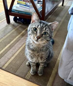 Domestic Short Hair Cats Available for Adoption in Wheaton, Illinois - Spree | PetCurious
