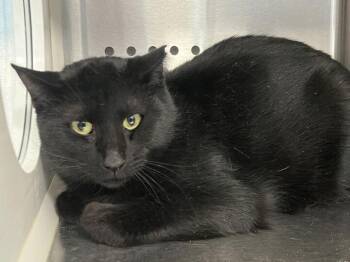 Domestic Short Hair Cats Available for Adoption - Bob | PetCurious