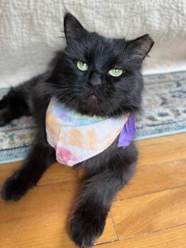 Domestic Medium Hair Cats Available for Adoption in Austin, Texas - Burglar - Cuddly And Friendly   | PetCurious