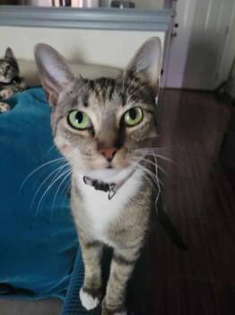 Peanut -  Domestic Short Hair Cat for Adoption in Maitland, Florida - Peanut | PetCurious
