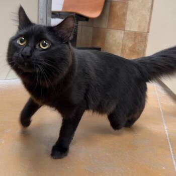 Domestic Medium Hair Cats Available for Adoption in Spokane, Washington - Gizmo | PetCurious