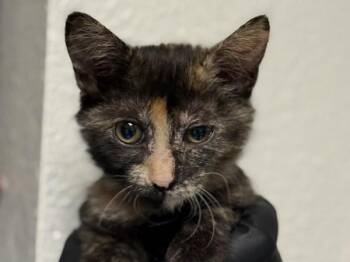 Sapphire -  Domestic Short Hair Cat for Adoption in Portland, Oregon - Sapphire | PetCurious