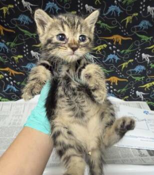 CECE -  Domestic Short Hair Cat for Adoption in Riverside, California - CECE | PetCurious