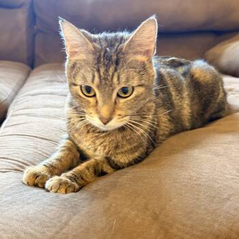 Manx Cats Available for Adoption - Delta  | PetCurious