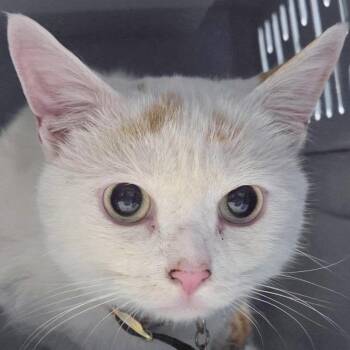 Baby -  Domestic Short Hair Cat for Adoption in Providence, Rhode Island - Baby | PetCurious