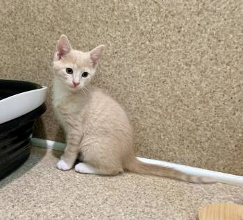 Domestic Short Hair and Tabby Cats Available for Adoption in Mccormick, South Carolina - Cosmo | PetCurious