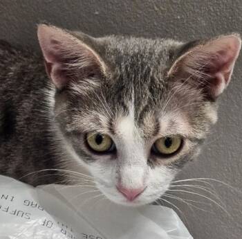 Rescue Domestic Short Hair Cats for Adoption in Cumberland, Maine - Marco | PetCurious