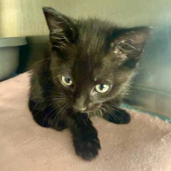 Link -  Domestic Medium Hair Cat for Adoption in San Antonio, Texas - Link | PetCurious