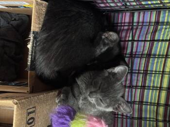 Pike -  Domestic Short Hair Cat for Adoption in Diamond Springs, California - Pike | PetCurious