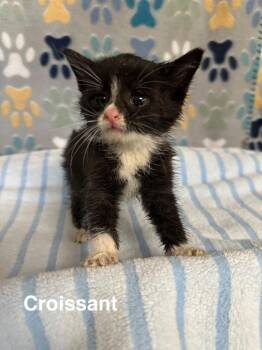 Domestic Short Hair Cats Available for Adoption in Wabash, Indiana - Croissant | PetCurious