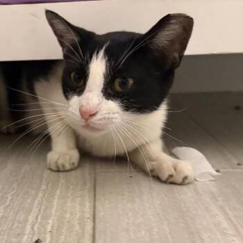 Black and White Female -  Domestic Short Hair Cat for Adoption in Lewisville, Texas - Black And White Female | PetCurious