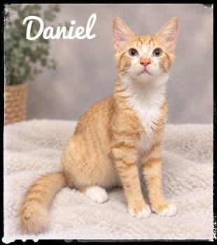Daniel -  Domestic Medium Hair Cat for Adoption in El Cajon, California - Daniel | PetCurious