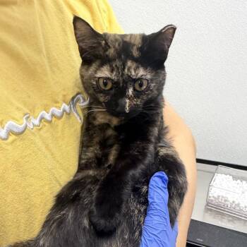 Jessie -  Domestic Short Hair Cat for Adoption in Sunnyvale, California - Jessie | PetCurious