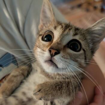 Matcha Latte -  Domestic Short Hair Cat for Adoption in Boerne, Texas - Matcha Latte | PetCurious