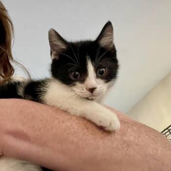 Penguin -  Domestic Short Hair Cat for Adoption in Westhampton, New York - Penguin | PetCurious