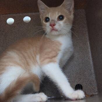 September -  American Shorthair Cat for Adoption in Birmingham, Alabama - September | PetCurious