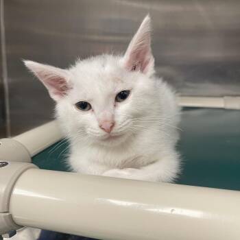 Cateye -  Domestic Short Hair Cat for Adoption in Mentor, Ohio - Cateye | PetCurious