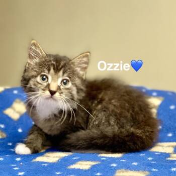Ozzie -  Domestic Short Hair Cat for Adoption in Peachtree City, Georgia - Ozzie | PetCurious