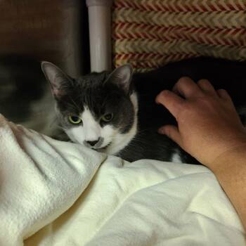 Rescue Domestic Short Hair Cats for Adoption in Walker, Michigan - Nyla | PetCurious