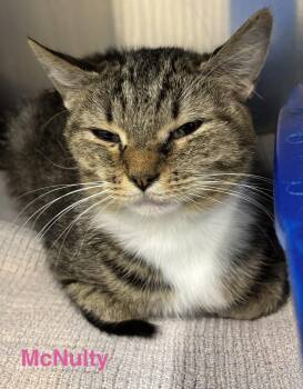 McNulty -  Tabby Cat for Adoption in Las Vegas, Nevada - McNulty | PetCurious