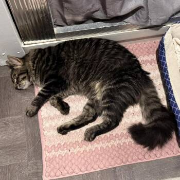 Domestic Long Hair Cats Available for Adoption in Tipton, Indiana - Miny | PetCurious