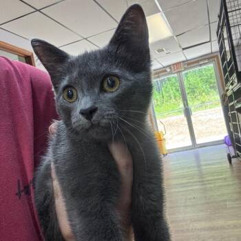 Tax Evasion -  Domestic Short Hair Cat for Adoption in Corbin, Kentucky - Tax Evasion | PetCurious