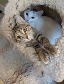 Lavender and Lotus -  Domestic Short Hair Cat for Adoption in Falmouth, Massachusetts - Lavender And Lotus | PetCurious