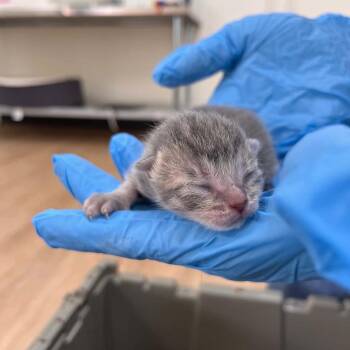 Domestic Short Hair Cats Available for Adoption in Lyndhurst, Virginia - SVAS-Stray-38566 | PetCurious