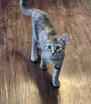 Vinny -  Domestic Short Hair Cat for Adoption in East Amherst, New York - Vinny | PetCurious