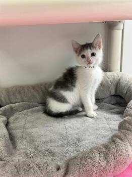 Domestic Short Hair Cats Available for Adoption in Sarasota, Florida - MARBLE | PetCurious